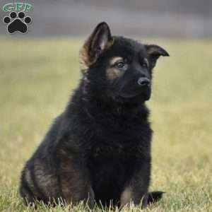 Grim, German Shepherd Puppy